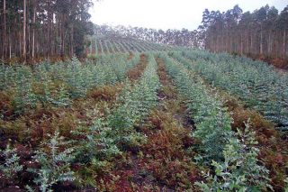 Moratoria a novas plantacións de eucalipto en Galicia