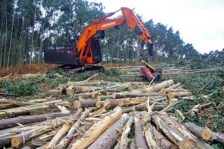 Os propietarios forestais de Galicia ingresaron no 2022 un total de 356 millóns de euros por cortas de madeira