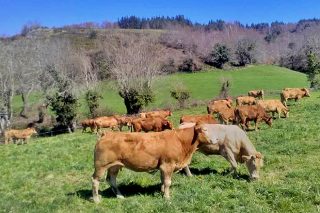 Unións Agrarias reclama á Xunta  un plan de rescate para as ganderías de vacún de carne
