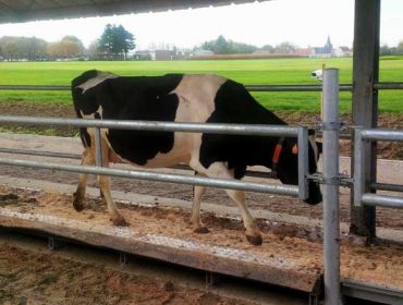 Pisos esvaradíos, cubículos e corredores reducidos, eivas de benestar animal nas granxas luguesas de vacún de leite