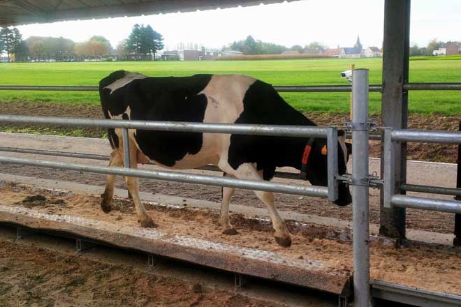 Pasarela con sensores que anticipa la detección de cojeras en vacas. Proyecto aún no comercial.