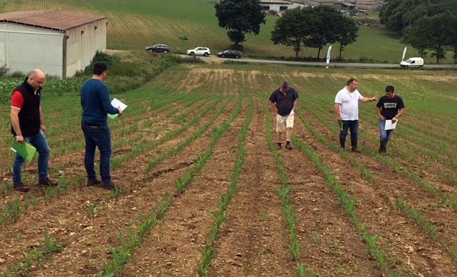 “Terdim controla un amplo espectro de malas herbas no millo con alta persistencia”
