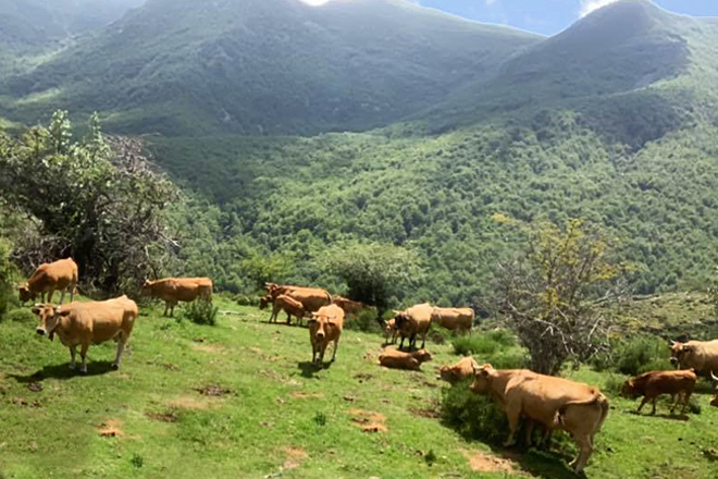 El ganado en las Brañas de Cerreo, en Somiedo