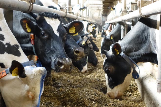 ¿Por qué é tan importante a consistencia na alimentación das vacas para a produción de leite?