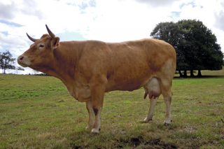 “Hoxe poderiamos ter vacas rubia galega con producións de leite e de sólidos semellantes aos das jersey”