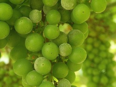 Xornada de debate sobre sistemas de cultivo alternativos máis sustentables na viticultura
