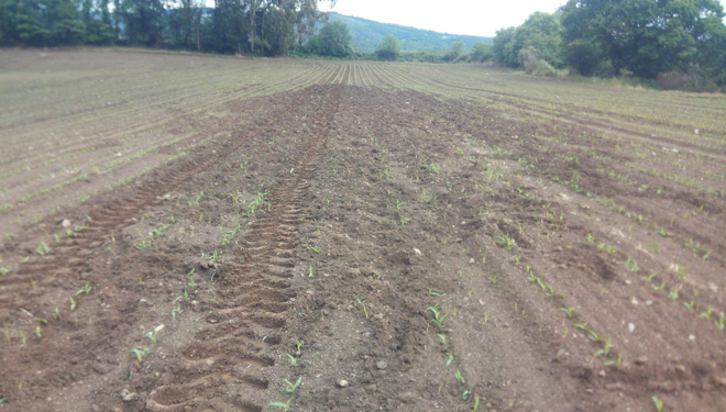 Resiembran por tercera vez parcelas de maíz en Boimorto por los daños del jabalí