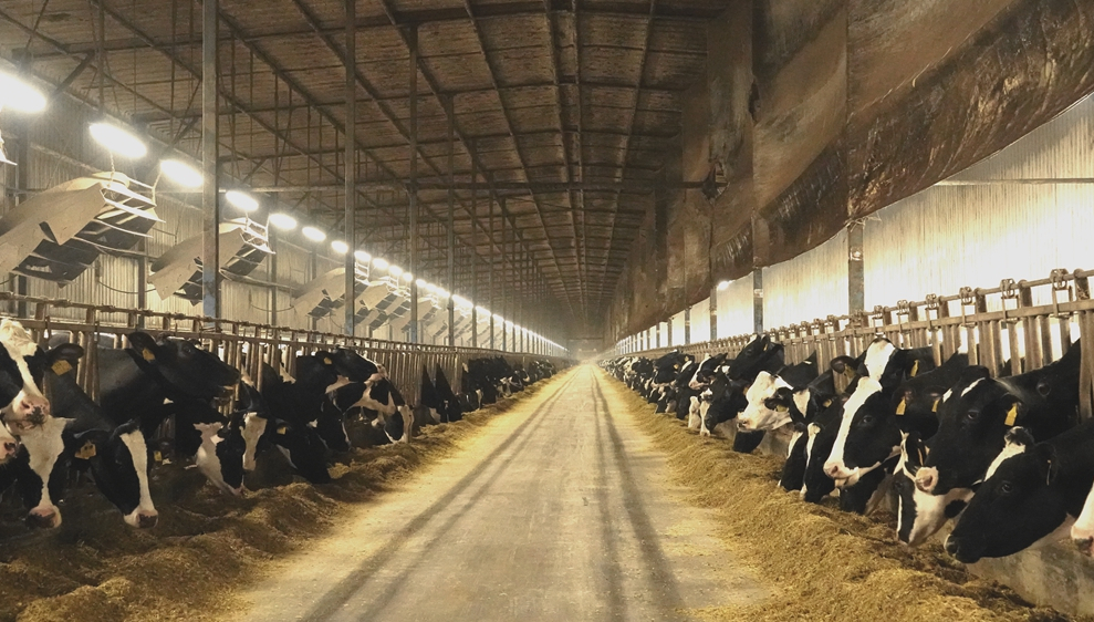 Situación do sector lácteo en China, o país con granxas de 100.000 vacas