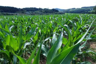Nergetic Dynamic asegura nunha única aplicación as necesidades de nitróxeno, fósforo e potasio do millo para ensilado