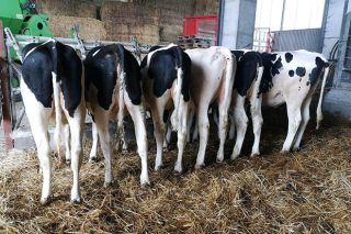 Importante caída do censo de xovencas leiteiras en España: Un 7,6% menos