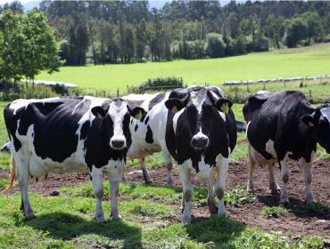 GO_ISAB: Unha iniciativa innovadora para mellorar a saúde e o benestar animal das vacas de leite en España
