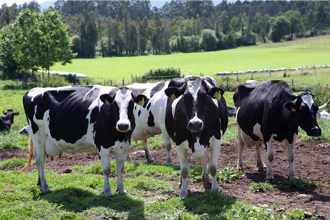 Seis toros de Fontao destacan en los ránkings europeos