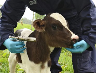 A Xunta pide a colaboración dos gandeiros na campaña de vacinación contra a lingua azul