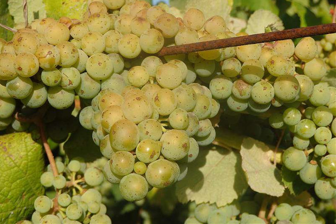 Mejora el estado sanitario del viñedo en Galicia que ya está en el cierre del racimo