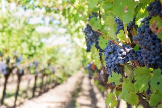 O proxecto CARBOCERT mostra como a viticultura pode contribuír á mitigación do cambio climático