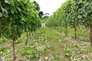 Xornada en Ourense sobre últimos avances en fertilización e aplicación de auga ozonizada para control de pragas do viñedo