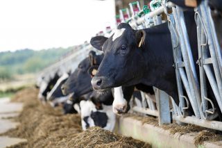 As contas nas granxas de leite: prezos do leite iguais, máis custos e incertezas na PAC