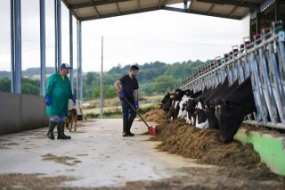 Récord de facturación das ganderías galegas de vacún de leite: 1568 millóns de euros no 2022, un 35% máis