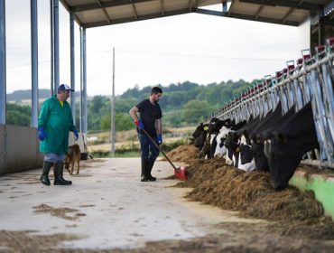 Récord de facturación das ganderías galegas de vacún de leite: 1568 millóns de euros no 2022, un 35% máis