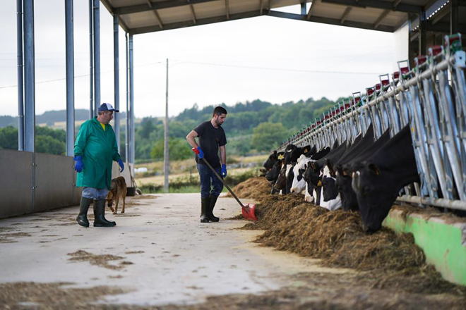 Récord de facturación de las ganaderías gallegas de vacuno de leche: 1568 millones de euros en el 2022, un 35% más