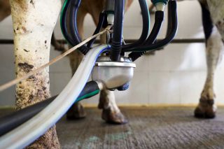 Galicia, Castela e León, Asturias e Cantabria pídenlle ao Goberno que faga cumprir a Lei de Cadea Alimentaria no vacún de leite e de carne