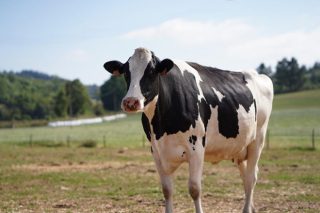 Como quedan as granxas de leite galegas na nova PAC