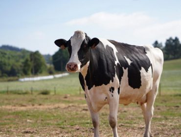 Como quedan as granxas de leite galegas na nova PAC