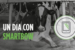 Smartbow®, o sistema de monitorización en vacún leiteiro  que facilita a vida do gandeiro