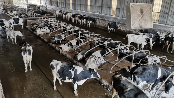 Vacas-en-alta-producion-SAT-Carballeiras-