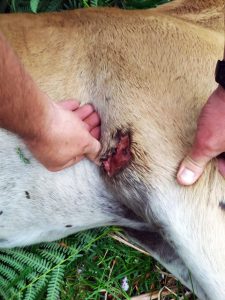 Imaxe das feridas provocadas polo lobo que causaron a morte o domingo a un poldro de 5 meses