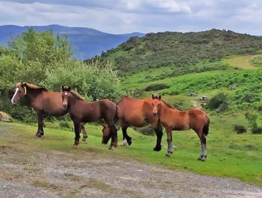 Xornadas sobre o cabalo e a conservación do medio natural o 16 e 17 de outubro en Mondoñedo