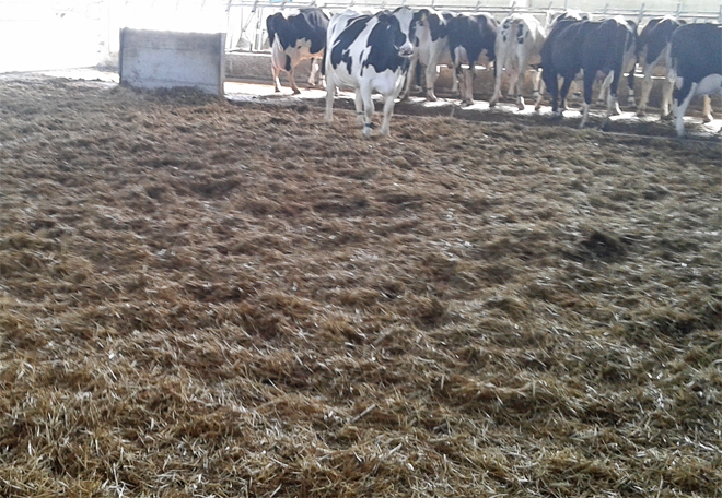 Los sistemas de cama caliente son frecuentes en recría o vacas secas pero poco usados en Galicia para animales de producción