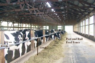 Recomendacións para a construción de establos para vacún de leite