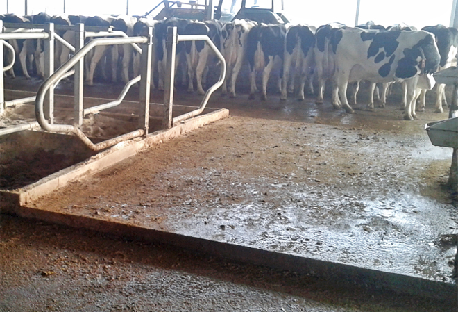 Es importante evitar escalones o salientes que puedan producir riesgo de lesiones al ganado