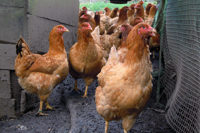 Unha galiña de Mos pon arredor de 200 ovos no ano