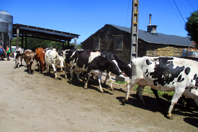 A maioría das vacas son cruces de frisona con jersey e parda alpina