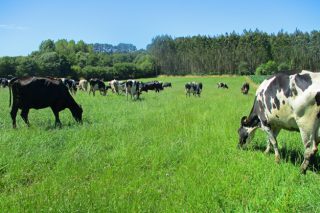 2021: Un gran ano para as gandarías de vacún de leite en pastoreo e con pouco uso de penso