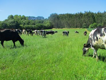 2021: Un gran ano para as gandarías de vacún de leite en pastoreo e con pouco uso de penso