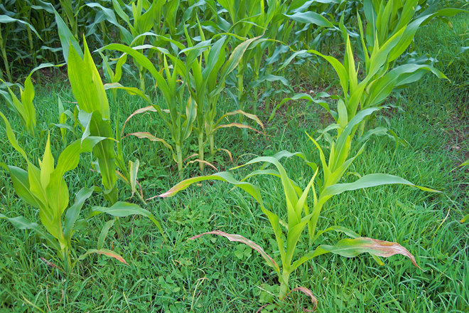 Zona con afectación sobre o millo como consecuencia da aplicación do herbicida