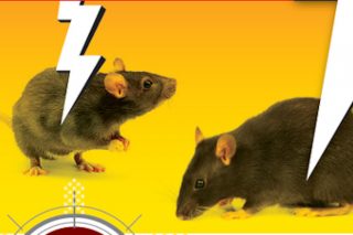 Claves para un control eficaz de ratos e ratas en granxas