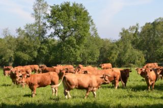 As axudas da Xunta ás ganderías de vacún de carne xeran polémica no sector
