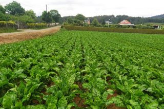 Podería ser o cultivo de remolacha unha alternativa en Galicia?