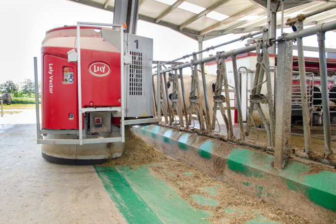 Tras la distribución del Vector, las vacas acuden por goteo al pesebre