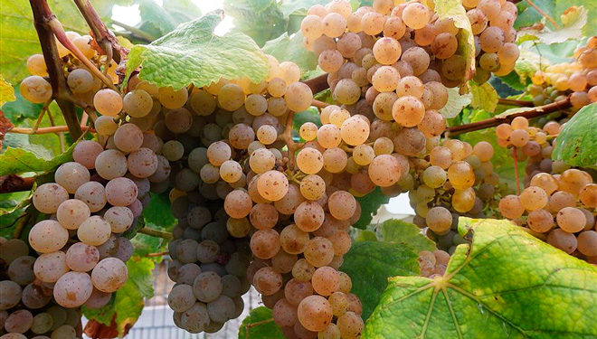 Areeiro concluye las revisiones previas a la vendimia ante el buen estado fitosanitario del viñedo