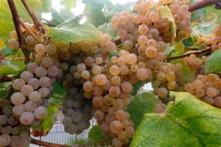 Areeiro conclúe as revisións previas á vendima ante o bo estado fitosanitario do viñedo