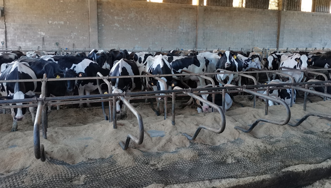 As vacas en produción téñenas en camas de cascarilla de arroz pola comodidade e limpeza dos animais, así como para evitar atascos no pozo do xurro.