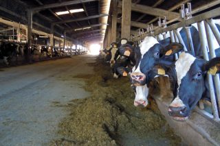 Resultados oficiais das mellores ganderías de vacún de leite de Galicia no 2020
