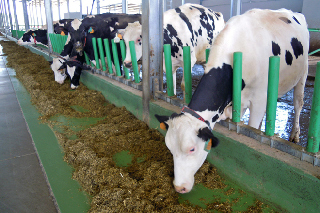 Requisitos que quere o Goberno para as novas granxas de vacún de leite