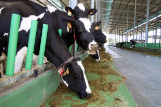 Estudantes da EFA Fonteboa deseñan unha app para mellorar o benestar das vacas