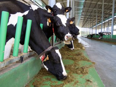 As axudas da PAC e o sector lácteo na Eurorrexión Galicia – Norte de Portugal